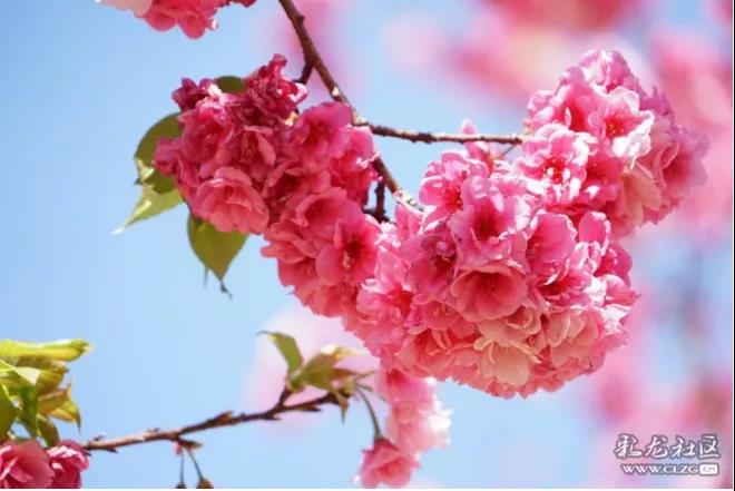 圖自彩龍社區(qū)@楊柳