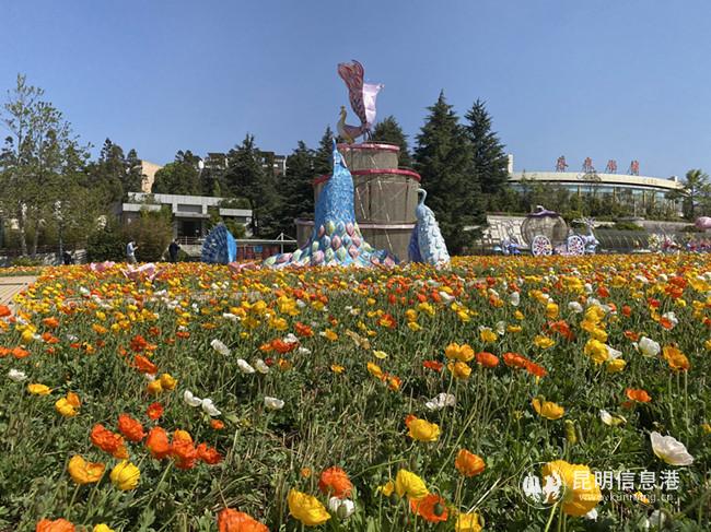 眼下世博園內(nèi)虞美人正是盛花期。