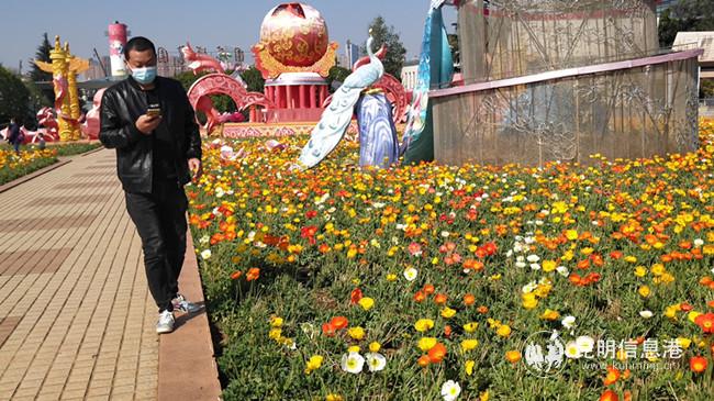 眼下，世博園內(nèi)虞美人正是盛花期