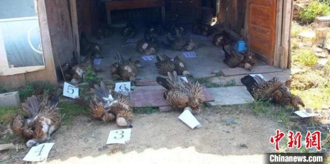 疫情防控期間云南偵辦野生動物案件2909起