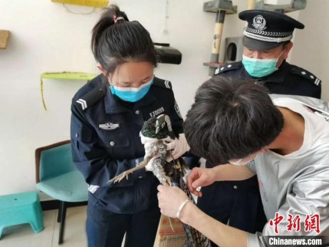 圖為森林公安救助受傷野生動物?！≡颇鲜∩止簿止﹫D 攝