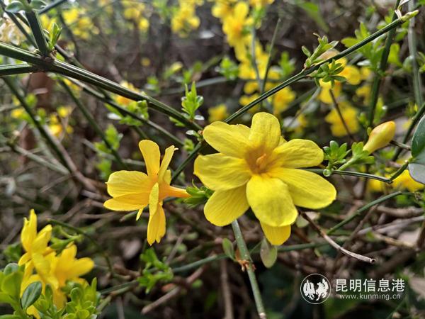 1932302786 1932302786