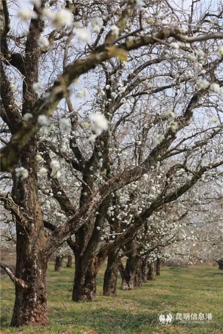 微信圖片_20200329121845 微信圖片_20200329121845