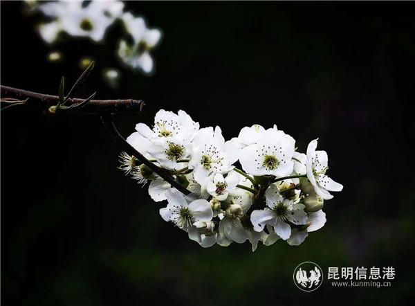 微信圖片_20200329133514 微信圖片_20200329133514