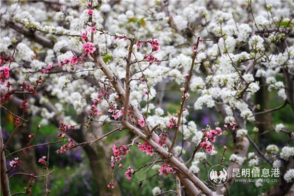 微信圖片_20200329133519 微信圖片_20200329133519