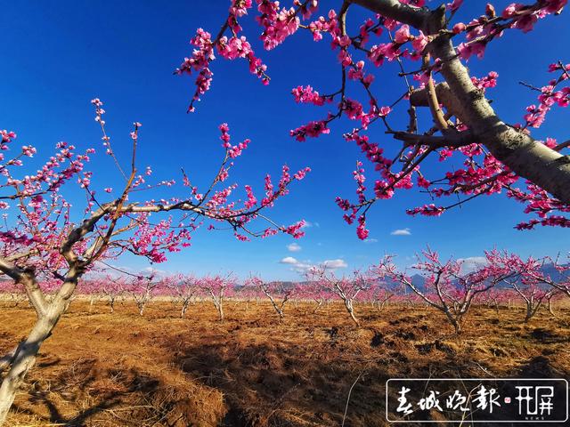 芬菲爛漫 麗江拉市雪桃花開成海.jpg