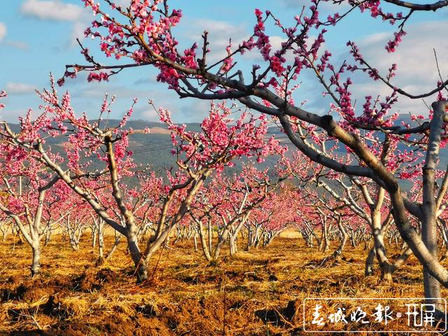 芬菲爛漫 麗江拉市雪桃花開成海 (2).jpg
