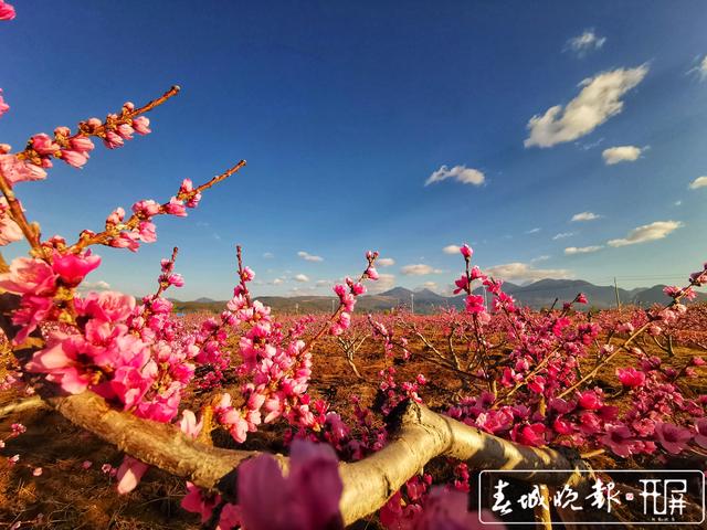 芬菲爛漫 麗江拉市雪桃花開成海 (5).jpg