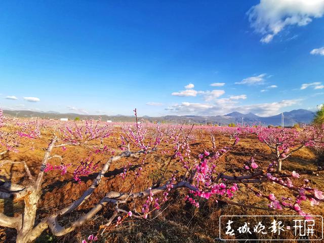 芬菲爛漫 麗江拉市雪桃花開成海 (1).jpg