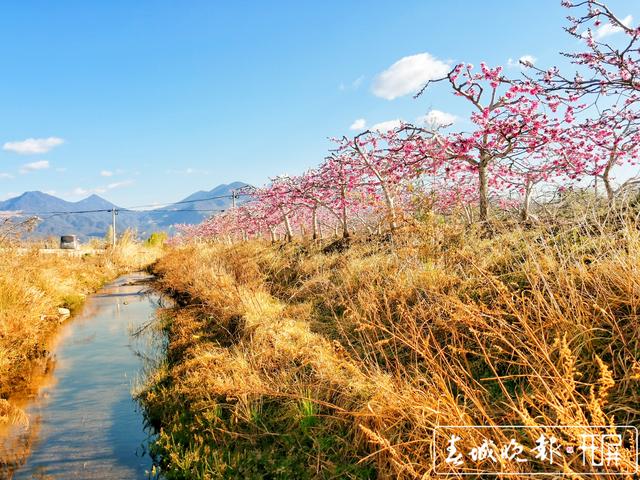 芬菲爛漫 麗江拉市雪桃花開成海 (4).jpg