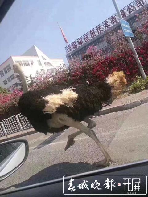 昆明東三環(huán)，一只鴕鳥車流中奔跑.jpg