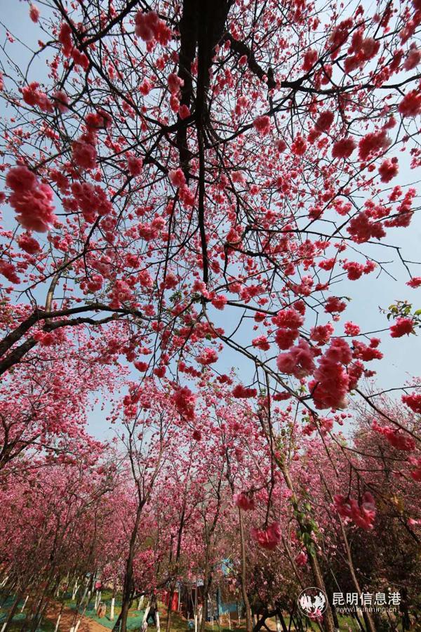 微信圖片_20200330014639