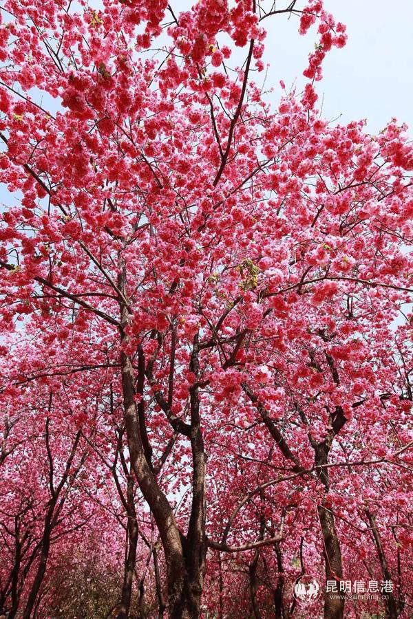 微信圖片_20200330014833