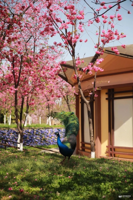 微信圖片_20200330014802