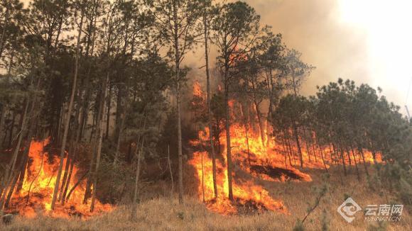 香格里拉森林火災(zāi)