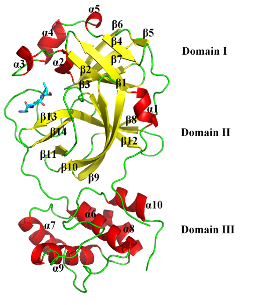 大理大學(xué)結(jié)構(gòu)生物信息學(xué)創(chuàng)新團(tuán)隊科研攻關(guān)助力抗擊新冠疫情