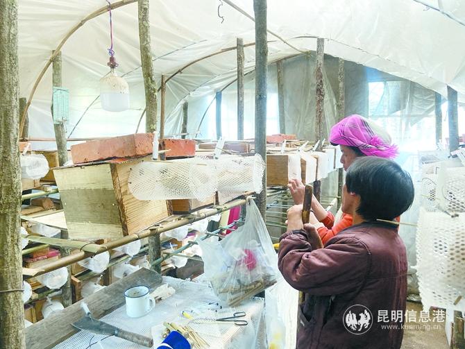 祿勸縣撒營(yíng)盤(pán)鎮(zhèn)撒沖村委會(huì)朵本拉居民通過(guò)扶持發(fā)展養(yǎng)蜂產(chǎn)業(yè)。 本報(bào)資料圖