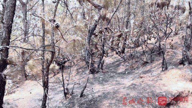 祿勸森林火災(zāi)