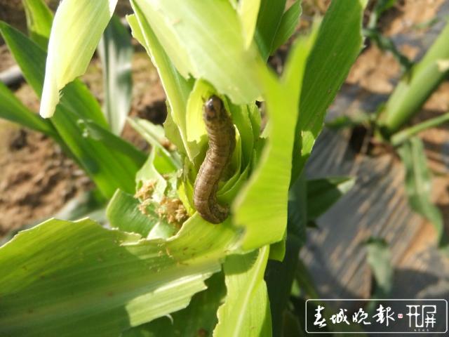 草地貪夜蛾入侵18省區(qū)市