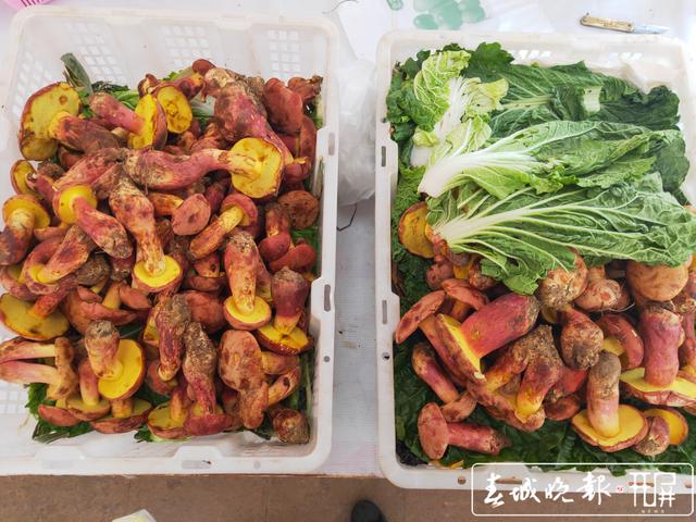 云南野生牛肝菌上市 價格200到700元/公斤