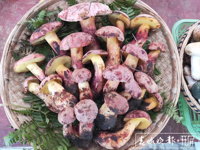 云南野生牛肝菌上市 價格200到700元/公斤