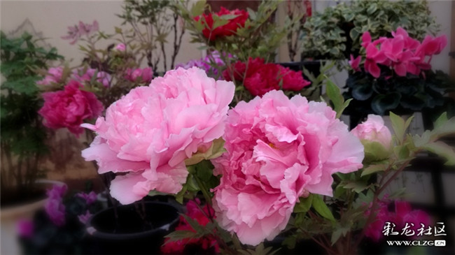 彩龍雁南飛投稿作品《云賞花系列三：三四月仍可赴曇華寺“國花”之約》