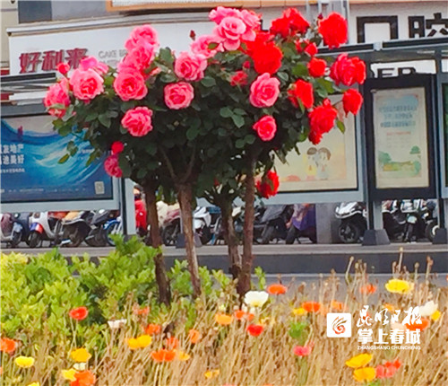昆明街頭上萬株高稈月季熱情綻放2.jpg