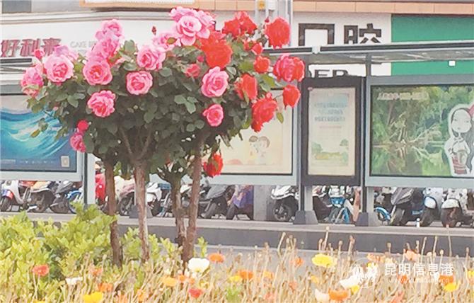 高稈月季 高稈月季