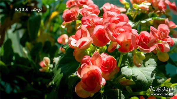 秋海棠花 昆明8898攝