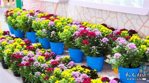 豐島盆栽 云南豐島花卉有限公司攝