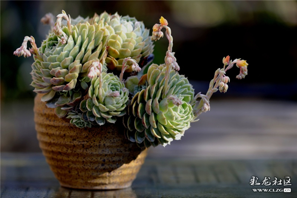 多肉盆栽 虎樑臻攝
