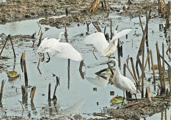 QQ截圖202004140826423 QQ截圖202004140826423