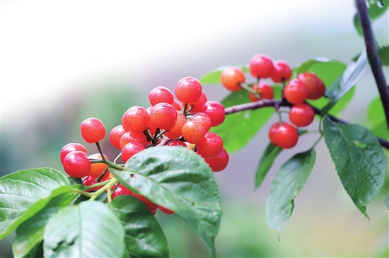 20200414A08_res03_attpic_brief