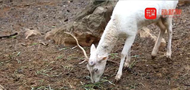昆明動(dòng)物園鹿角缺失