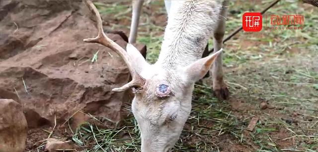 昆明動(dòng)物園鹿角缺失