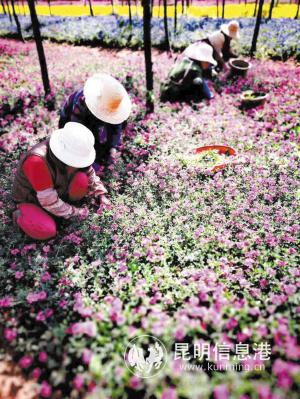 嵩明小街花圃內(nèi)辛勤工作的花工。作者：藍(lán)墨