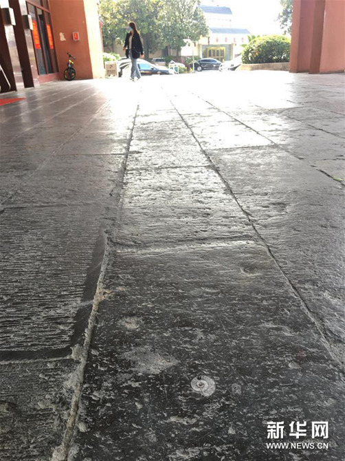 4月9日在張家界市區(qū)一路面拍攝的遠(yuǎn)古海洋生物化石地板。新華社記者 蘇曉洲 攝