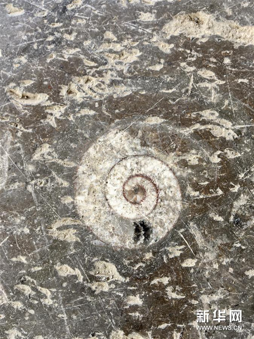 這是4月9日在張家界市區(qū)一路面拍攝的遠(yuǎn)古海洋生物化石地板。 新華社記者 蘇曉洲 攝