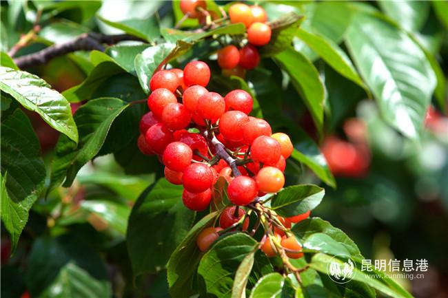 七甸櫻桃 (2) 七甸櫻桃 (2)