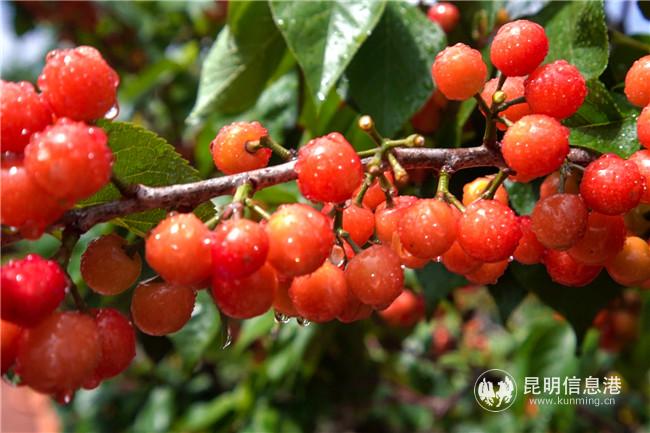 七甸櫻桃 (3) 七甸櫻桃 (3)