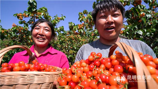 七甸櫻桃 (5) 七甸櫻桃 (5)