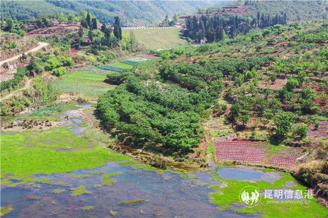 七甸櫻桃 (15) 七甸櫻桃 (15)