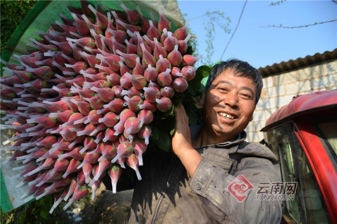 推進八大產(chǎn)業(yè) 打造“三張牌” 云南發(fā)展新動能正在形成9.jpg