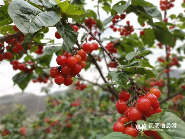 紅彤彤的櫻桃誘人之極