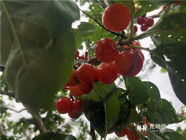 圓溜溜的櫻桃已掛滿枝頭