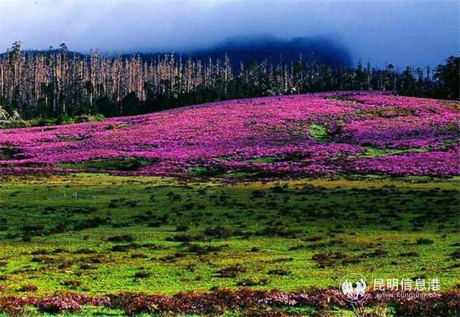 webwxgetmsgimg11 webwxgetmsgimg11