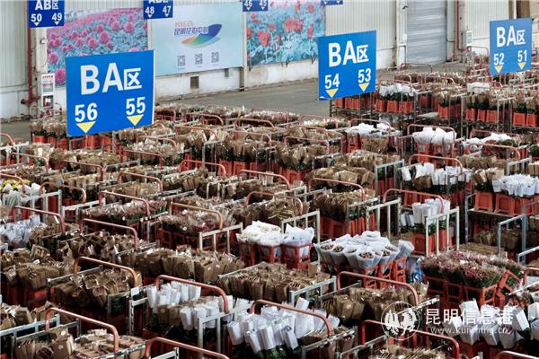 IMG_8681(20200419-154845) IMG_8681(20200419-154845)