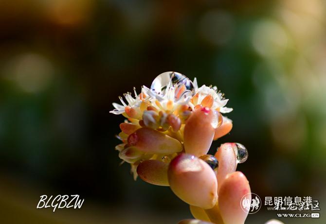 網(wǎng)友“白藍鴿白子文”投稿作品《我家肉肉上的水珠》