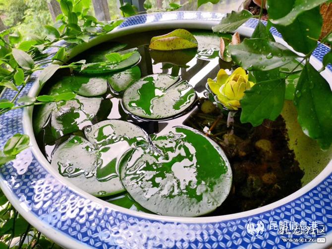 網(wǎng)友“岑寂兒”投稿作品《菩薩蠻.午后》