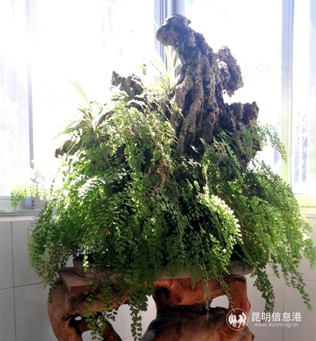 網(wǎng)友“黑馬子健”投稿作品《石頭上的春天》